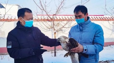 ​保护野生动物凤头鹰（护林员发现一只）