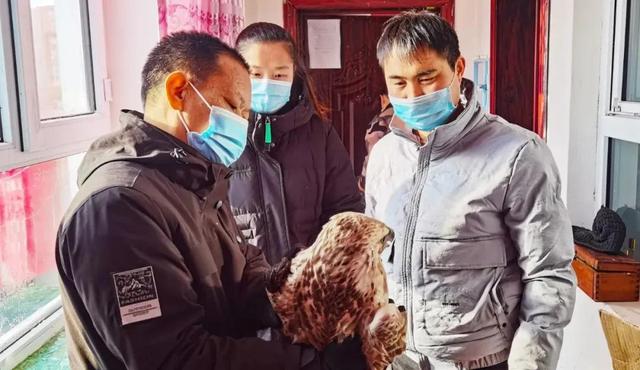 保护野生动物凤头鹰(护林员发现一只)(3)