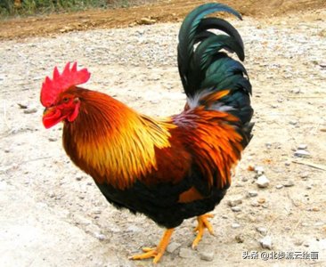 ​画公鸡的最简单画法（画公鸡的最简单画法图片）