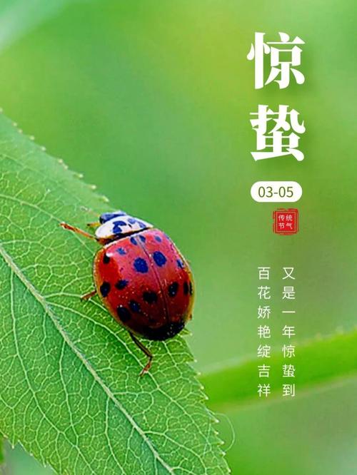 惊蛰节气的特点和风俗(民间有惊蛰吃梨的习俗)