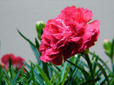 ​新手康乃馨的养殖方法和注意事项指南，助你轻松养好康乃馨