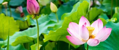 ​三伏不进秋来到意思