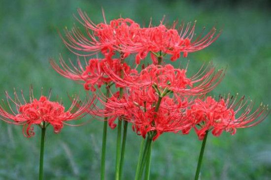 红色彼岸花的花语和象征(图)(图3)