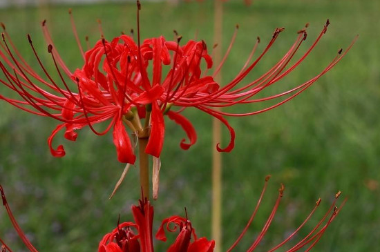 红色彼岸花的花语和象征(图)(图4)