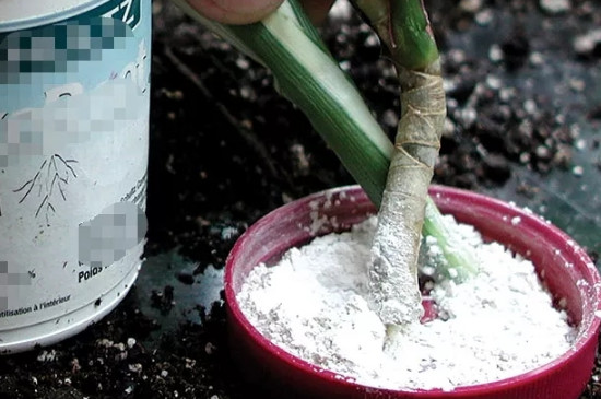生根粉浇多了会烧根吗(图2)