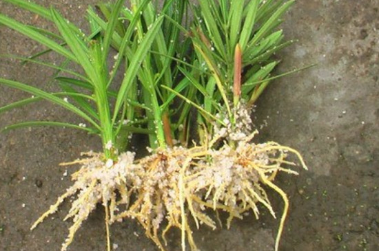 生根粉浇多了会烧根吗(图4)