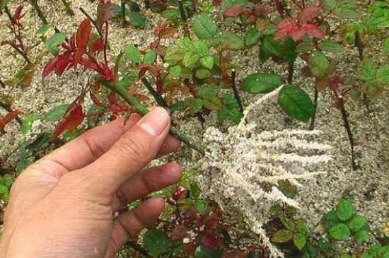 生根粉浇多了会烧根吗(图3)