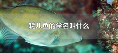 ​耗儿鱼的学名叫什么（耗儿鱼学名叫啥子）
