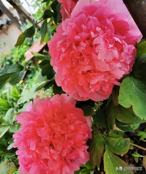 牡丹花什么时候开花几点钟（牡丹花一般几点开花）