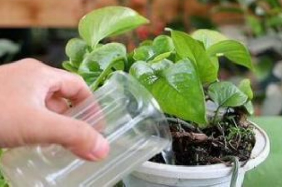 隔夜茶水浇花的正确方法(图3)