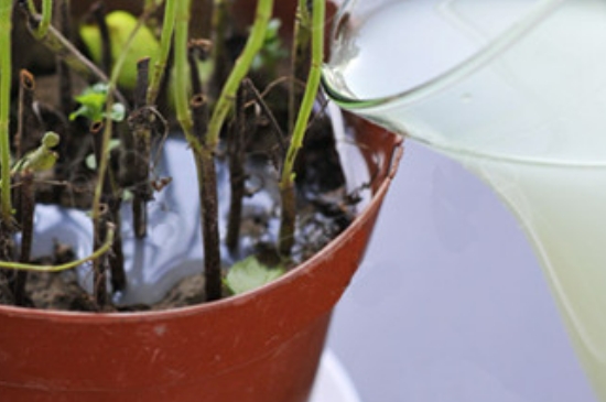 隔夜茶水浇花的正确方法(图2)