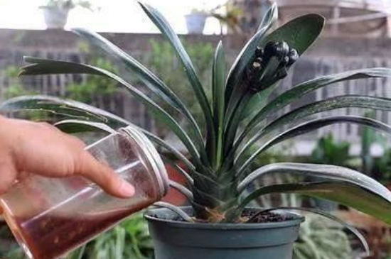 隔夜茶水浇花的正确方法(图4)