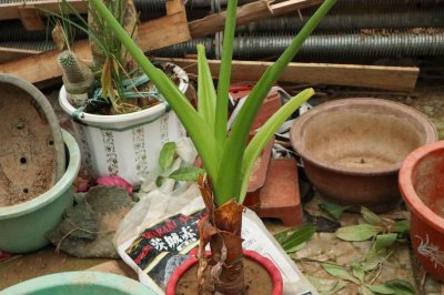 ​滴水观音中毒怎么办?应急措施很重要 ！