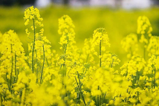 油菜花和芸苔的区别(图2)