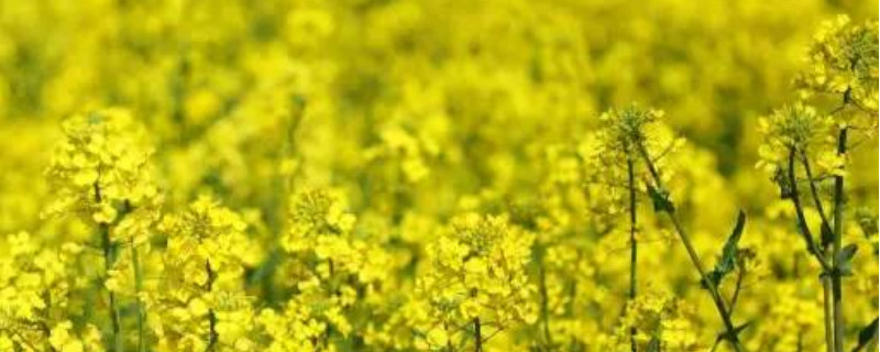 油菜花和芸苔的区别(图1)