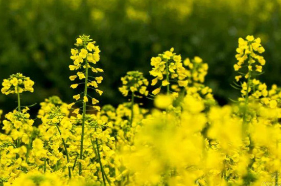 油菜花和芸苔的区别(图3)