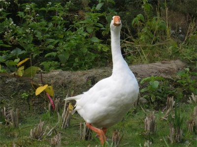 ​养1000只鹅大约需要投资多少钱，看这个账单就明明白白了