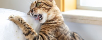 ​豹猫是国家保护动物吗