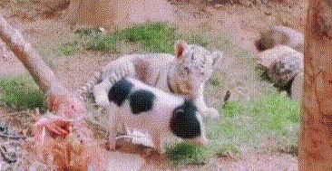 什么是扮猪吃老虎的意思