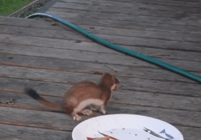 ​什么是扮猪吃老虎,扮猪吃老虎是什么意思