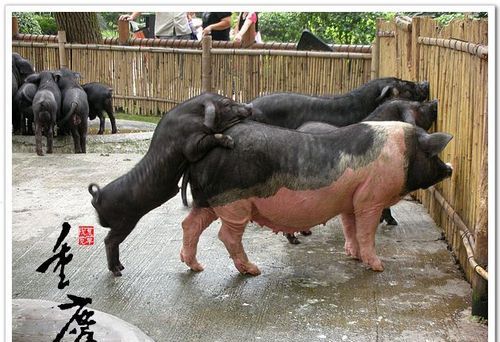 形容一个人扮猪吃老虎是什么意思