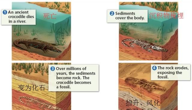 古生物化石的形成过程简写50字