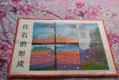 ​化石的形成过程，化石的形成过程一般有几种方式？