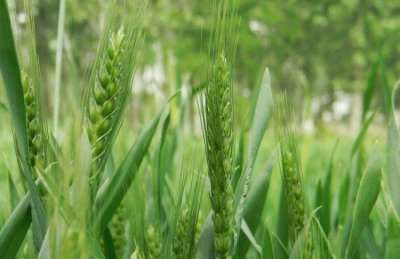 ​麦子什么时候成熟,小麦什么时候成熟