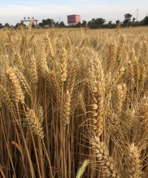 麦子什么时候成熟：麦子什么时候成熟