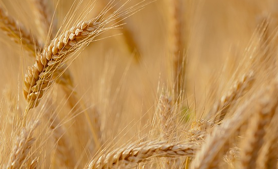 麦子什么时候成熟：麦子什么时候熟