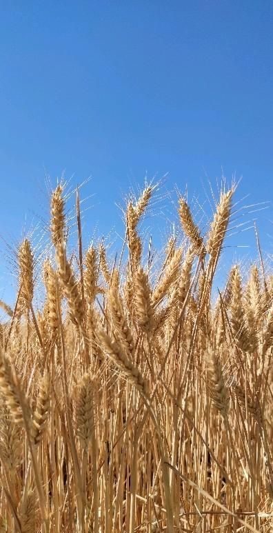 麦子什么时候成熟：麦子、水稻分别什么季节成熟