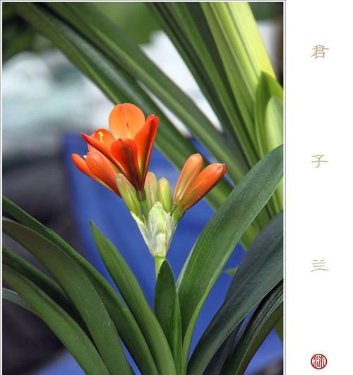 花中君子指的是什么