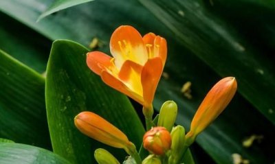 ​花中君子是什么花，花中君子是指什么四样？