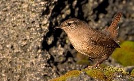 被称为冬皇的坤生是什么