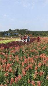 ​南宁青秀区隐藏着一个世外桃源――花雨湖