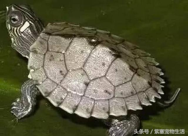 哪种宠物龟比较大(紫塞网宠物哪一种乌龟最通人性)(5)