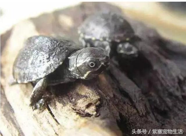 哪种宠物龟比较大(紫塞网宠物哪一种乌龟最通人性)(4)