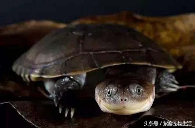 哪种宠物龟比较大(紫塞网宠物哪一种乌龟最通人性)(8)