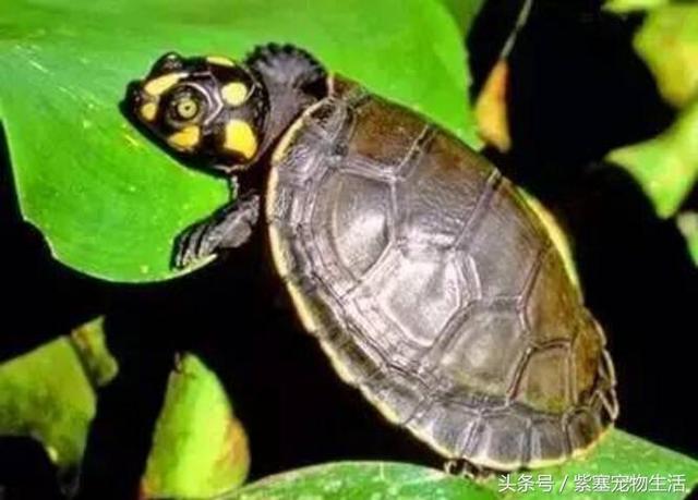 哪种宠物龟比较大(紫塞网宠物哪一种乌龟最通人性)(7)