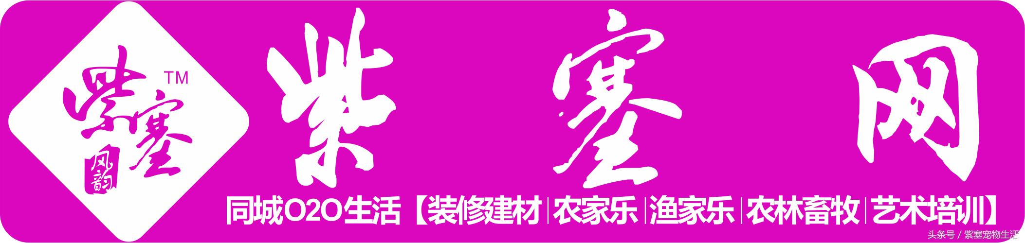 哪种宠物龟比较大(紫塞网宠物哪一种乌龟最通人性)(1)