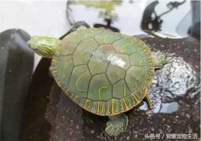 哪种宠物龟比较大(紫塞网宠物哪一种乌龟最通人性)(6)