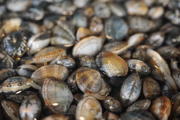 蛤蜊的内脏如何去除 蛤蜊的种类