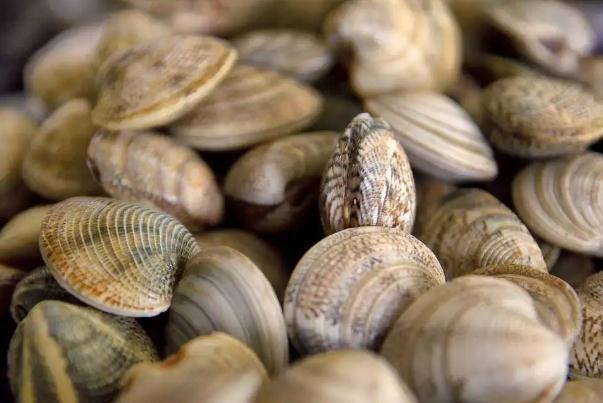 蛤蜊的内脏如何去除 蛤蜊的种类
