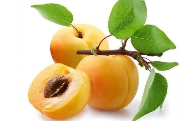 杏子有什么营养价值呢 杏子的生长环境怎么样呢