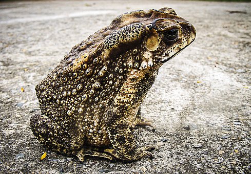 toad-185994__340.jpg
