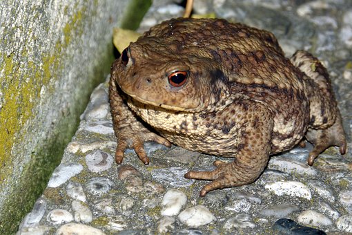 toad-405121__340.jpg
