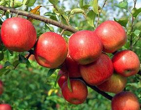 加纳果和苹果区别 两者之间有着哪些区别呢