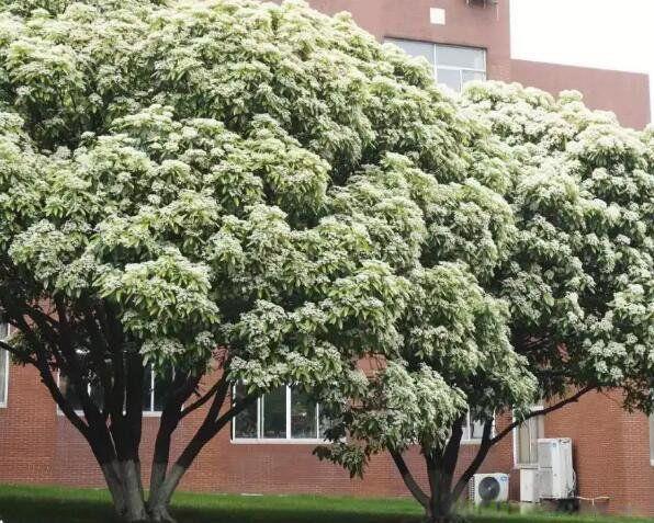 石楠花的味道女生闻了为什么会害羞 功效与作用有什么药用价值