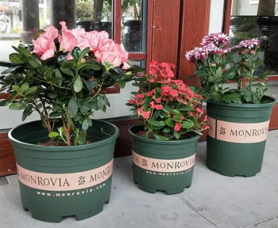 加仑盆尺寸对照表(加仑盆和塑料盆的区别)