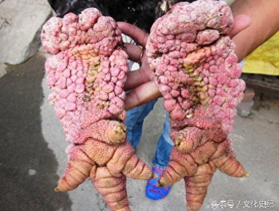 越南独特品种的大脚鸡,没想到这货却是一种绝味的美食!